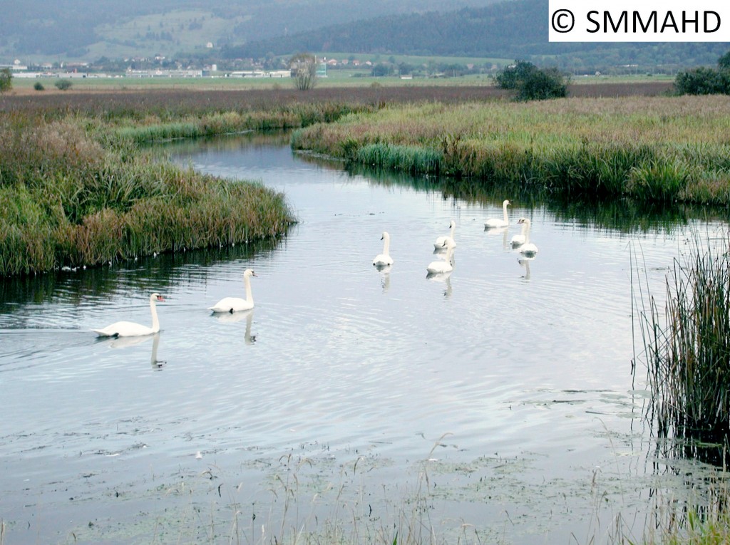 cignes lac