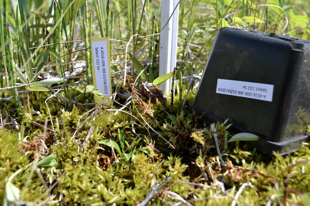 Pied-saxifrage-en-milieu-naturel_Justine-AMIOTTE-SUCHET