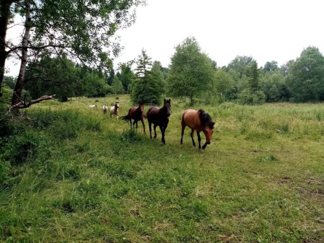 [NATURA 2000] 
6 chevaux du Lycée Agricole Mancy sont arrivés jeudi dernier dans la Réserve naturelle régionale des Tourbières de Frasne-Bouverans pour un été de pâturage. Cette action rentre dans le cadre du contrat Natura 2000 porté par l'EPAGE. Dans les milieux particulièrement sensibles au piétinement que sont les tourbières, le pâturage est réalisé de façon très extensive. L'objectif est de maintenir l'ouverture de la végétation qui est favorable à un bon nombre d'espèces (plante, papillons, oiseaux).