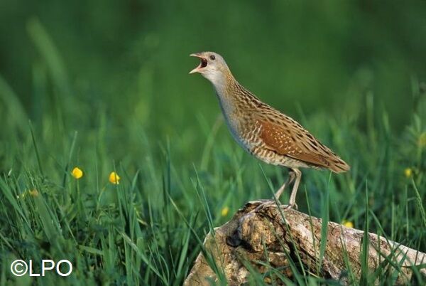 [NATURA 2000] Une dizaine de Râle des Genêts entendus dans le Drugeon

Dans le site Natura 2000 Vallées du Drugeon et du Haut-Doubs, le Râle des Genêts, qui faisait l’objet de suivi régulier depuis 1995, est considéré comme éteint en tant que nicheur depuis 2014. Toutefois, il n’est pas rare que quelques mâles chanteurs soient entendus ponctuellement au printemps dans les marais et prairies de fauche de la vallée. Cette année, une dizaine d’individus ont été localisés par les ornithologues locaux. 

L’EPAGE, en tant qu’opérateur Natura 2000, a animé auprès des agriculteurs la mise en place de mesure d’urgence proposées par la Région Bourgogne-Franche-Comté. L’objectif de ces mesures est de faire une fauche très tardive, afin de donner toutes ses chances à l’espèce d’accomplir son cycle de reproduction.

En 2025, le GAEC Valion à Bouverans, le GAEC du Fourperet à Vaux et Chantegrue, le GAEC Verguet Maillard de la Fée jaune à Chaffois et le GAEC des Myrtilles à Frasne se sont engagés à retarder leur fauche au 1er septembre, sur les prairies où un mâle chanteur de Râle des genêts a été entendu. La Région Bourgogne-Franche-Comté a apporté un soutien financier aux agriculteurs pour compenser la perte de qualité du fourrage.