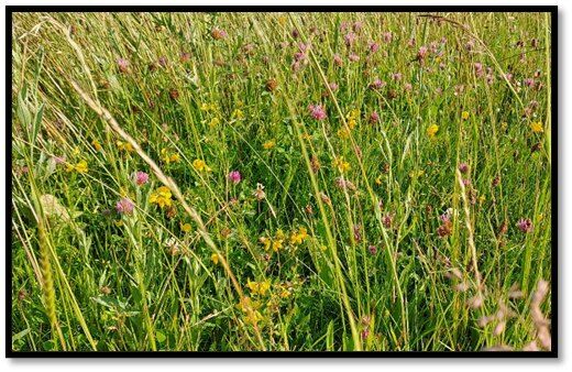 🌱𝐂𝐨𝐧𝐜𝐨𝐮𝐫𝐬 𝐝𝐞𝐬 𝐩𝐫𝐚𝐭𝐢𝐪𝐮𝐞𝐬 𝐀𝐠𝐫𝐨-𝐞́𝐜𝐨𝐥𝐨𝐠𝐢𝐪𝐮𝐞𝐬 𝟐𝟎𝟐𝟓-𝟐𝟔🌱

C’est avec une grande fierté que l’EPAGE Haut Doubs Haute Loue  et la Chambre d’Agriculture Doubs Territoire de Belfort ont animé le concours local des pratiques agro-écologiques sur le territoire de la coopérative de Doubs en 2025.
Les membres du jury spécialisés dans leur domaine (botanique, apiculture, agronomie, faune sauvage) ont salué la qualité des 5 prairies de fauche des agriculteurs engagés :
• Francis Mairot (Pré de Vaire)
• Gaec de la Voie Lactée (Arc sous cicon)
• Gaec du Laurier Dornier (Val d’Usiers) 
• GAEC de Cotaroz (Vuillecin) 
• Fabrice Dornier (Hauterive-la-Fresse) 

Entre 31 et 59 espèces floristiques ont été recensées par parcelle, mais aussi la présence de nombreux éléments paysagers haies, bosquets, murgers, points d’eau hébergeant une faune diversifiée (oiseaux, hérissons, lézard ...).
Rachel et Eric février du Gaec de la Voie Lactée ont été désignés lauréat du concours local et ont défendu leur territoire dans la catégorie Fauche de montagne au concours national cette année à Paris, à l’occasion du Salon de l’Agriculture.
Même si le premier prix a été remporté par un agriculteur du Parc Naturel du Vercors, la qualité de la prairie présentée par le GAEC de la Voie lactée a été mise en avant dans les commentaires du jury :

𝗟𝗘𝗦 𝗙𝗢𝗥𝗖𝗘𝗦 𝗥𝗘𝗧𝗘𝗡𝗨𝗘𝗦 𝗣𝗔𝗥 𝗟𝗘 𝗝𝗨𝗥𝗬 𝗡𝗔𝗧𝗜𝗢𝗡𝗔𝗟
• La grande diversité floristique et l’exceptionnelle richesse en réservoirs de biodiversité (haies, bosquets, murgers, affleurements rocheux, chasal) favorable à la faune sauvage, essentielle pour les pollinisateurs, les oiseaux et les petits mammifères.
• Proche de la lisière forestière elle constitue un véritable corridor écologique. 
• La cohérence du discours de l'agriculteur qui met en lumière une agriculture où performance et environnement ne s'opposent pas mais se renforcent.

𝑀𝑒𝑟𝑐𝑖 𝑎̀ 𝑙’𝑒𝑛𝑠𝑒𝑚𝑏𝑙𝑒 𝑑𝑒𝑠 𝑎𝑔𝑟𝑖𝑐𝑢𝑙𝑡𝑒𝑢𝑟𝑠 𝑒𝑛𝑔𝑎𝑔𝑒́𝑠 𝑞𝑢𝑖 𝑝𝑎𝑟 𝑙𝑒𝑢𝑟𝑠 𝑝𝑟𝑎𝑡𝑖𝑞𝑢𝑒𝑠 𝑎𝑔𝑟𝑖𝑐𝑜𝑙𝑒𝑠 𝑎𝑑𝑎𝑝𝑡𝑒́𝑒𝑠 𝑎𝑙𝑙𝑖𝑒𝑛𝑡 𝑝𝑟𝑒́𝑠𝑒𝑟𝑣𝑎𝑡𝑖𝑜𝑛 𝑑𝑒 𝑙𝑎 𝑏𝑖𝑜𝑑𝑖𝑣𝑒𝑟𝑠𝑖𝑡𝑒́ 𝑒𝑡 𝑣𝑖𝑎𝑏𝑖𝑙𝑖𝑡𝑒́ 𝑒́𝑐𝑜𝑛𝑜𝑚𝑖𝑞𝑢𝑒.
𝑁𝑜𝑢𝑠 𝑎𝑣𝑜𝑛𝑠 ℎ𝑎̂𝑡𝑒 𝑑𝑒 𝑛𝑜𝑢𝑠 𝑟𝑒𝑡𝑟𝑜𝑢𝑣𝑒𝑟 𝑠𝑢𝑟 𝑙𝑒 𝑡𝑒𝑟𝑟𝑖𝑡𝑜𝑖𝑟𝑒 𝑑𝑒 𝑙𝑎 𝑐𝑜𝑜𝑝𝑒́𝑟𝑎𝑡𝑖𝑣𝑒 𝑑𝑒 𝐿𝑎𝑣𝑎𝑛𝑠-𝑉𝑢𝑖𝑙𝑙𝑎𝑓𝑎𝑛𝑠 𝑜𝑢̀ 𝑠𝑒𝑟𝑎 𝑜𝑟𝑔𝑎𝑛𝑖𝑠𝑒́ 𝑙𝑒 𝑐𝑜𝑛𝑐𝑜𝑢𝑟𝑠 𝑙𝑜𝑐𝑎𝑙 𝑎𝑢 𝑚𝑜𝑖𝑠 𝑑𝑒 𝑚𝑎𝑖 2026.