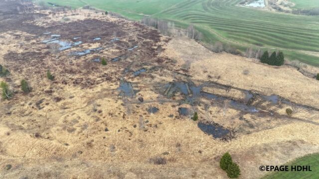 💧𝐋𝐚 𝐭𝐨𝐮𝐫𝐛𝐢𝐞̀𝐫𝐞 𝐝𝐞 𝐆𝐫𝐚𝐧𝐝 𝐦𝐚𝐫𝐚𝐢𝐬 𝐌𝐞́𝐭𝐚𝐥𝐥𝐢𝐧 𝐚̀ 𝐁𝐨𝐮𝐯𝐞𝐫𝐚𝐧𝐬, 𝐛𝐞𝐥𝐥𝐞 𝐫𝐞𝐜𝐨𝐧𝐪𝐮𝐞̂𝐭𝐞 𝐝𝐞 𝐥’𝐞𝐚𝐮 !💧

Six mois à peine depuis la fin des travaux, et la tourbière du Grand marais à Bouverans n’a jamais aussi bien porté son nom. Tous les barrages mis en place pour neutraliser les fossés de drainage se sont mis en charge et l’eau s’étale à travers le marais, de l’amont à l’aval. En début de printemps, quelques sphaignes sont déjà visibles dans les gouilles ou dans la tourbe remouillée, bécassines des marais et vanneaux huppés fréquentent déjà la zone, dont la quiétude est préservée par la réserve naturelle où toute pénétration y est proscrite. Un beau résultat à court terme qui ne demande qu’à être confirmé par toutes les données de suivi enregistrées sur le site. 

Affaire à suivre ‼️