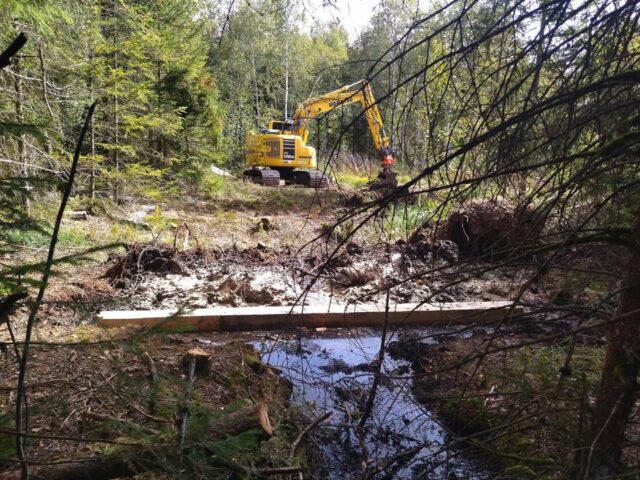 🚧 Travaux tourbières du Forbonnet
 
Après de gros travaux de réhabilitation réalisés en 2015-2016 à la tourbière active du Forbonnet à Frasne dans le cadre du programme LIFE tourbières du Jura, cette très grande tourbière fait l’objet de nouveaux travaux pour mieux conserver l’eau et le carbone dans la tourbière, avec le nouveau programme LIFE Climat. 

En juillet dernier, se sont terminés les travaux de reméandrement du ruisseau de Champs des Auges dans la partie Est du Forbonnet, et malgré la sècheresse, toute la partie amont est restée en eau. 

Actuellement se déroulent 2 chantiers dans la partie ouest en réserve naturelle : l’un qui neutralise le fossé nord qui rejoint la route communale du Suchal, depuis l’ancien front de taille d’exploitation de tourbe, l’autre qui ouvre l’accès par déboisement au grand fossé de près d’un kilomètre qui sera bouché au printemps prochain, depuis le sentier de la petite boucle des tourbières. Les accès aux sentiers sont provisoirement fermés pour préserver la sécurité des visiteurs, le ponton est démonté.

L’EPAGE, le gestionnaire de la RNR et l’entreprise demandent le respect des restrictions d’accès au site pendant la durée des travaux.