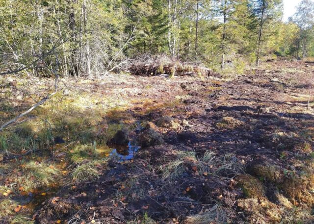 💦 De l’eau, enfin, à la tourbière du Forbonnet ! 💦

Les travaux dans la réserve naturelle des tourbières de Frasne-Bouverans sont dans leur dernière ligne droite avec les derniers bouchons argileux à poser dans la partie aval du grand fossé de 500 mètres, pour retenir l’eau dans la tourbière et l’empêcher de dévaler trop vite par drainage. Après seulement quelques pluies, l’eau remonte déjà à la surface, c’est une très bonne nouvelle sur l’efficacité du projet, alors que tout continue de sécher ailleurs.